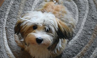 Hunde und Halter sollten in den kommenden Tagen beim Gassigehen aufpassen. - Symbolbild: Pixabay Hunde und Halter sollten in den kommenden Tagen beim Gassigehen aufpassen. - Symbolbild: Pixabay