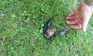 Ein größeres Stück des toten Schalentiers hat Egon Stranghöner am Bachlauf der Holtbeke gefunden. - Egon Stranghöner Ein größeres Stück des toten Schalentiers hat Egon Stranghöner am Bachlauf der Holtbeke gefunden. - Egon Stranghöner
