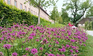 Ein wahrer Dauerblüher und eine prima Insektenweide ist der Rosenwaldmeister, der im Huxarium zu Füßen der mittelalterlichen Stadtmauer, aber auch im Remtergarten am Schloss Corvey blüht. - Huxarium-Gartenpark Höxter Ein wahrer Dauerblüher und eine prima Insektenweide ist der Rosenwaldmeister, der im Huxarium zu Füßen der mittelalterlichen Stadtmauer, aber auch im Remtergarten am Schloss Corvey blüht. - Huxarium-Gartenpark Höxter