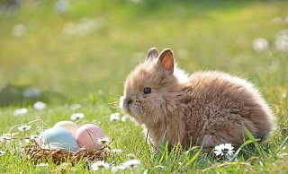 Das Osterwochenende wird freundlich und sonnig - die Eier können also im Gras versteckt werden. - Symbolbild: Pixabay Das Osterwochenende wird freundlich und sonnig - die Eier können also im Gras versteckt werden. - Symbolbild: Pixabay