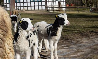 Auch die Frühlingslämmer erwarten die vielen Besucher. - Stadt Bielefeld Auch die Frühlingslämmer erwarten die vielen Besucher. - Stadt Bielefeld