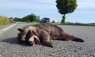 Als ob es noch schreit: Ein totes Waschbärkind auf der Landesstraße 886 bei Bellersen. Foto: David Schellenberg - David Schellenberg Als ob es noch schreit: Ein totes Waschbärkind auf der Landesstraße 886 bei Bellersen. Foto: David Schellenberg - David Schellenberg