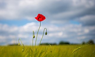 Am Samstag ist es sommerlich warm, aber am Sonntag ziehen Wolken auf und es wird am Nachmittag gewittern. - Sina Schuldt/dpa Am Samstag ist es sommerlich warm, aber am Sonntag ziehen Wolken auf und es wird am Nachmittag gewittern. - Sina Schuldt/dpa