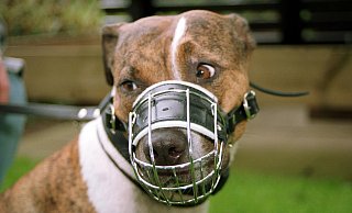 Gesteigertes Aggressionsverhalten, mangelnde Sozialisation, hoher Beute- oder Herdenschtztrieb, isolierte Haltung, mangelhafte Erziehung – Hunde werden aus vielen Gründen verhaltensauffällig. - key/ol Gesteigertes Aggressionsverhalten, mangelnde Sozialisation, hoher Beute- oder Herdenschtztrieb, isolierte Haltung, mangelhafte Erziehung – Hunde werden aus vielen Gründen verhaltensauffällig. - key/ol