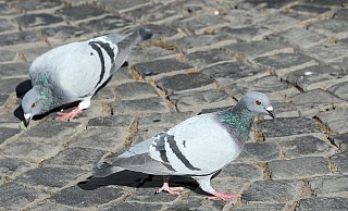 Die Stadttauben - wie hier auf dem Alten Markt in Herford - sind zum Überleben auf den Menschen angewiesen. - Frank-Michael Kiel-Steinkamp Die Stadttauben - wie hier auf dem Alten Markt in Herford - sind zum Überleben auf den Menschen angewiesen. - Frank-Michael Kiel-Steinkamp