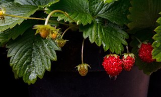 Erdbeeren bekommen bei Starkregen Macken und wachsen nicht mehr richtig. - Symbolfoto: Pixabay Erdbeeren bekommen bei Starkregen Macken und wachsen nicht mehr richtig. - Symbolfoto: Pixabay