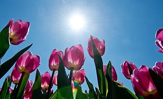 Besonders am Ostersonntag soll es im Kreis Gütersloh sonnig werden. - Verwendung weltweit Besonders am Ostersonntag soll es im Kreis Gütersloh sonnig werden. - Verwendung weltweit