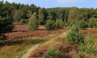 Die Senne lädt an vielen Stellen zum Wandern ein. Erlebnistouren sollen nun den Tourismus rund um das Naturschutzgebiet ankurbeln. - Martin Düsterberg Die Senne lädt an vielen Stellen zum Wandern ein. Erlebnistouren sollen nun den Tourismus rund um das Naturschutzgebiet ankurbeln. - Martin Düsterberg
