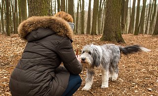Eine Antigiftköder-Trainingsübung ist der Rückruf. Dabei wird etwa im Wald ein Stück Futter ausgelegt. Rennt der Hund hin, wird er vor dem Erreichen zurückgerufen. Gehorcht er, bekommt er ein Leckerli. - Benjamin Nolte/dpa Eine Antigiftköder-Trainingsübung ist der Rückruf. Dabei wird etwa im Wald ein Stück Futter ausgelegt. Rennt der Hund hin, wird er vor dem Erreichen zurückgerufen. Gehorcht er, bekommt er ein Leckerli. - Benjamin Nolte/dpa