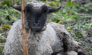 Völlig durchnässt hat dieses Schaf zuletzt auf einer Wiese im Kreis Gütersloh im kalten Wind gelegen. Astrid Reinke beklagte das Fehlen eines Unterstandes. - Astrid Reinke Völlig durchnässt hat dieses Schaf zuletzt auf einer Wiese im Kreis Gütersloh im kalten Wind gelegen. Astrid Reinke beklagte das Fehlen eines Unterstandes. - Astrid Reinke