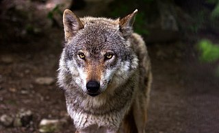 In Hille und Hüllhorst haben Wildtierkameras jeweils einen Wolf fotografiert. - (Symbolbild): Pixabay In Hille und Hüllhorst haben Wildtierkameras jeweils einen Wolf fotografiert. - (Symbolbild): Pixabay