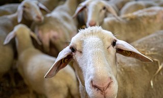 Drei kranke Schafe sind ausgesetzt worden. Die Tierrechtsorganisation Peta will bei der Aufklärung des Falls helfen. - Peter Kneffel Drei kranke Schafe sind ausgesetzt worden. Die Tierrechtsorganisation Peta will bei der Aufklärung des Falls helfen. - Peter Kneffel