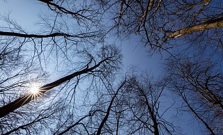 Der Waldboden ist derzeit "knochentrocken", so Förster Philip Fortströer. - Niklas Tüns Der Waldboden ist derzeit "knochentrocken", so Förster Philip Fortströer. - Niklas Tüns