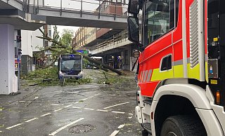 Gleich zwei Bäume haben in der Marienstraße einen Bus des Padersprinters unter sich begraben. - Marc Schröder Gleich zwei Bäume haben in der Marienstraße einen Bus des Padersprinters unter sich begraben. - Marc Schröder
