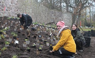 Entlang der Stadtmauer wird ein riesiges Beet mit Stauden, Gräsern und Farnen angelegt. Hier sind Leif Albrand (v. l.), Alika Junge und Laura Werthenbach von der Firma Gartenlandschaftsbau Schröder aus Lage bei der Arbeit. - LGS 2023 Höxter Entlang der Stadtmauer wird ein riesiges Beet mit Stauden, Gräsern und Farnen angelegt. Hier sind Leif Albrand (v. l.), Alika Junge und Laura Werthenbach von der Firma Gartenlandschaftsbau Schröder aus Lage bei der Arbeit. - LGS 2023 Höxter