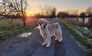 Mit der goldenen Sonne im Hintergrund: Golden Retriever Kuno. - privat Mit der goldenen Sonne im Hintergrund: Golden Retriever Kuno. - privat