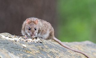 Ratten können Krankheiten übertragen. Wer ein paar Hinweise beachtet und beispielsweise das Vogelfutter richtig auslegt, kann sie sich vom Leib halten. - (Symbolbild): Pixabay Ratten können Krankheiten übertragen. Wer ein paar Hinweise beachtet und beispielsweise das Vogelfutter richtig auslegt, kann sie sich vom Leib halten. - (Symbolbild): Pixabay