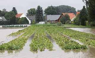 Im Jahr 2014 standen nach Starkregen die Felder der Biogärtnerei Ulenburg unter Wasser. - Copyright (c) 2014 by Ulf Hanke. All rights reserved. Im Jahr 2014 standen nach Starkregen die Felder der Biogärtnerei Ulenburg unter Wasser. - Copyright (c) 2014 by Ulf Hanke. All rights reserved.