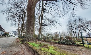 Die Linden in erster Reihe am Gehweg sollen entfernt werden. - Gerald Dunkel Die Linden in erster Reihe am Gehweg sollen entfernt werden. - Gerald Dunkel