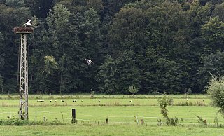 Einen Ruheplatz nahe des Nestes nutzen viele der Störche. - Privat Einen Ruheplatz nahe des Nestes nutzen viele der Störche. - Privat