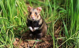 Ein Feldhamster sitzt auf einem Feld im Gras. Im Kreis Euskirchen sind rund ein Dutzend nachgezüchtete Feldhamster ausgewildert worden. - dpa Ein Feldhamster sitzt auf einem Feld im Gras. Im Kreis Euskirchen sind rund ein Dutzend nachgezüchtete Feldhamster ausgewildert worden. - dpa