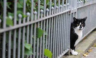 Ein Streit an einem Gartenzaun ist offenbar eskaliert. - Angelika Warmuth/dpa Ein Streit an einem Gartenzaun ist offenbar eskaliert. - Angelika Warmuth/dpa