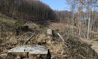 Auch im Wiehengebirge nördlich von Bad Oeynhausen gibt es stattliche Kahlflächen, auf denen früher Fichten standen. Im Hintergrund die Lesergruppe mit Förster Markus Uhr auf dem Weg. - Jörg Stuke Auch im Wiehengebirge nördlich von Bad Oeynhausen gibt es stattliche Kahlflächen, auf denen früher Fichten standen. Im Hintergrund die Lesergruppe mit Förster Markus Uhr auf dem Weg. - Jörg Stuke