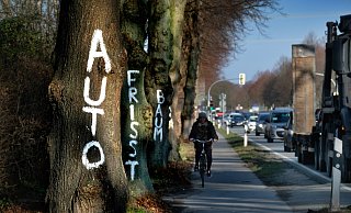 Stehen wieder zur Disposition: Sollte der Radschnellweg Ostwestfalen direkt entlang der B 61 führen, wäre das das Todesurteil für etliche Bäume. Stehen wieder zur Disposition: Sollte der Radschnellweg Ostwestfalen direkt entlang der B 61 führen, wäre das das Todesurteil für etliche Bäume.