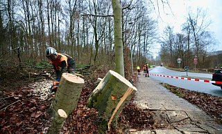 An der Dornberger Straße in Bielefeld werden zwei schiefe Bäume nach der Sturmnacht entfernt. - Sarah Jonek An der Dornberger Straße in Bielefeld werden zwei schiefe Bäume nach der Sturmnacht entfernt. - Sarah Jonek