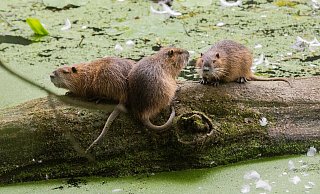Nutria graben sich unter anderem durch Deiche und machen sie dadurch teilweise instabil. - Julian Stratenschulte Nutria graben sich unter anderem durch Deiche und machen sie dadurch teilweise instabil. - Julian Stratenschulte