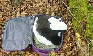 Wer erkennt den Koffer wieder, in dem in der Nähe des Parkplatzes Eisgrund eine tote Katze lag? Wer erkennt den Koffer wieder, in dem in der Nähe des Parkplatzes Eisgrund eine tote Katze lag?