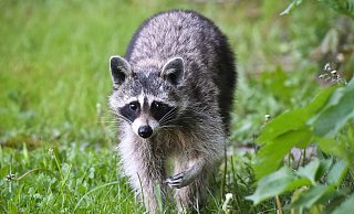 Immer mehr Waschbären sind auch in Bielefelder Gärten unterwegs. - Patrick Pleul Immer mehr Waschbären sind auch in Bielefelder Gärten unterwegs. - Patrick Pleul