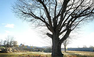 Imposant: Eine Roteiche steht auf der Brache, wo ein Joint Venture eine große Industriehalle in Gütersloh errichten will. Im Hintergrund: das neue DHL-Logistikzentrum. Imposant: Eine Roteiche steht auf der Brache, wo ein Joint Venture eine große Industriehalle in Gütersloh errichten will. Im Hintergrund: das neue DHL-Logistikzentrum.