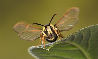 Der „Hochstapler", der Hornissen-Glasflügler, erreicht Flügelspannweiten von 30 bis 45 Millimetern. - Ingo Arndt Der „Hochstapler", der Hornissen-Glasflügler, erreicht Flügelspannweiten von 30 bis 45 Millimetern. - Ingo Arndt