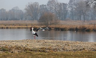 Die Wege am Naturschutzgebiet Steinhorster Becken sind durch das derzeitige Hochwasser teilweise überflutet. (Themenbild) - Jens Reddeker Die Wege am Naturschutzgebiet Steinhorster Becken sind durch das derzeitige Hochwasser teilweise überflutet. (Themenbild) - Jens Reddeker