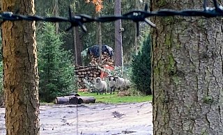 Dieses Handyfoto zeigt die verirrten Schafe im Garten. - Polizei Dieses Handyfoto zeigt die verirrten Schafe im Garten. - Polizei