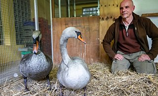 Das Schwanenpaar mit in seinem Übergangsquartier in Olderdissen mit Tierpfleger Markus Hinker. - Sarah Jonek Fotografie Das Schwanenpaar mit in seinem Übergangsquartier in Olderdissen mit Tierpfleger Markus Hinker. - Sarah Jonek Fotografie