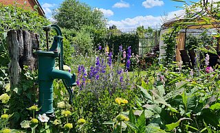 Oft wässern müssen die Besitzer ihren Garten nicht, denn sie pflanzen nur noch Arten, die mit Trockenheit gut klar kommen. - Birgit Vredenburg Oft wässern müssen die Besitzer ihren Garten nicht, denn sie pflanzen nur noch Arten, die mit Trockenheit gut klar kommen. - Birgit Vredenburg