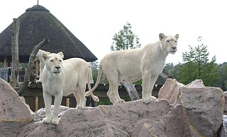 Die weißen Raubkatzen zählen im Safariland zu den größten Attraktionen. - PR Die weißen Raubkatzen zählen im Safariland zu den größten Attraktionen. - PR