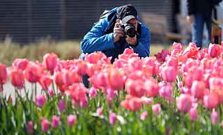 Ein Mann fotografiert ein Tulpenbeet auf einer Landesgartenschau. Ob die Großveranstaltung 2029 auch in Verl stattfinden wird, ist unklar. Die Planer halten sie zumindest für machbar. - dpa Ein Mann fotografiert ein Tulpenbeet auf einer Landesgartenschau. Ob die Großveranstaltung 2029 auch in Verl stattfinden wird, ist unklar. Die Planer halten sie zumindest für machbar. - dpa