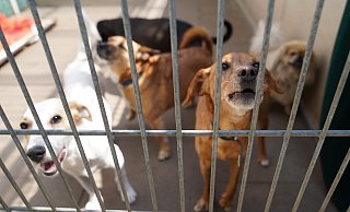 In einem Brakeler Ortsteil wurden zwei Dutzend Hunde durch das Kreisveterinäramt beschlagnahmt. - Symbolbild: Marcus Brandt/dpa In einem Brakeler Ortsteil wurden zwei Dutzend Hunde durch das Kreisveterinäramt beschlagnahmt. - Symbolbild: Marcus Brandt/dpa