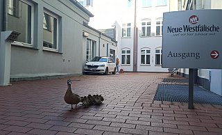 Ungewöhnlicher Besuch bei der NW in der Bielefelder City: Diese Entenfamilie war in den Innenhof gestürzt. - Sven Hauhart Ungewöhnlicher Besuch bei der NW in der Bielefelder City: Diese Entenfamilie war in den Innenhof gestürzt. - Sven Hauhart
