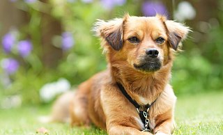 Klein, verschmust und selbstbewusst ist Charly. Und er hat ein kuschelig-weiches Fell. Chiwawa und Dackel könnten mit drin stecken, vermutet seine Besitzerin. - Peter Unger Klein, verschmust und selbstbewusst ist Charly. Und er hat ein kuschelig-weiches Fell. Chiwawa und Dackel könnten mit drin stecken, vermutet seine Besitzerin. - Peter Unger