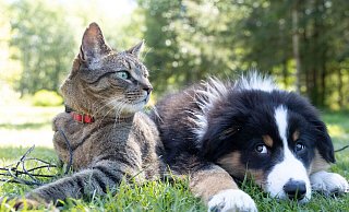 Für Katzen werden unter anderem Streichelpaten gesucht. - Unsplash (Symbolbild) Für Katzen werden unter anderem Streichelpaten gesucht. - Unsplash (Symbolbild)