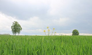 Nur vorsichtig schiebt die Wintergerste derzeit ihre Ähren heraus – deutlich später als 2020. - David Schellenberg Nur vorsichtig schiebt die Wintergerste derzeit ihre Ähren heraus – deutlich später als 2020. - David Schellenberg