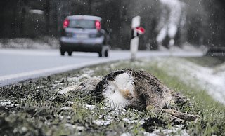 Ein nach einem Unfall auf der Bundesstraße 239 bei Höxter verendetes Reh. Am Montag meldete die Polizei allein neun Wildunfälle im Kreisgebiet. Symbolbild. - David Schellenberg Ein nach einem Unfall auf der Bundesstraße 239 bei Höxter verendetes Reh. Am Montag meldete die Polizei allein neun Wildunfälle im Kreisgebiet. Symbolbild. - David Schellenberg