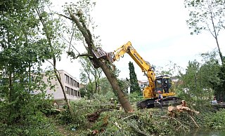 Einige Bäume mussten wie hier im PQ nach dem Tornado gefällt werden. - Archivfoto: Holger Kosbab Einige Bäume mussten wie hier im PQ nach dem Tornado gefällt werden. - Archivfoto: Holger Kosbab