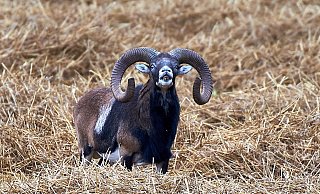 Für viele Bielefelder haben die mächtigen Tiere einen besonderen Stellenwert. - © 2021 Photography by L. Büskens All rights reserved. Für viele Bielefelder haben die mächtigen Tiere einen besonderen Stellenwert. - © 2021 Photography by L. Büskens All rights reserved.