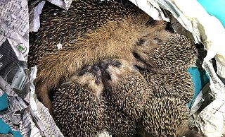 Ariane Friedrichs pflegt auch diese Igelmutter mit den sechs kleinen Babys. - Ariane Friedrichs Ariane Friedrichs pflegt auch diese Igelmutter mit den sechs kleinen Babys. - Ariane Friedrichs