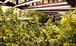 In der Plantage in Porta Westfalica entdeckten die Ermittler über 1.100 Pflanzen. - Polizei Minden-Lübbecke In der Plantage in Porta Westfalica entdeckten die Ermittler über 1.100 Pflanzen. - Polizei Minden-Lübbecke